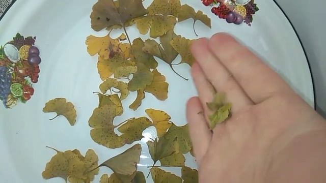 Чай из листьев Гинкго Билоба/Ginkgo Biloba Leaf Tea смотреть онлайн
