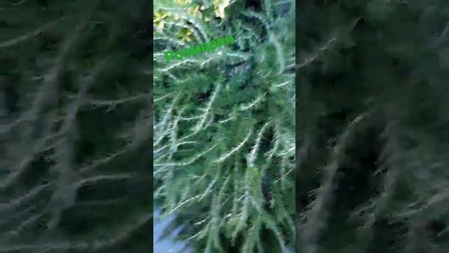 бесплатный розмарин💚 смотреть онлайн