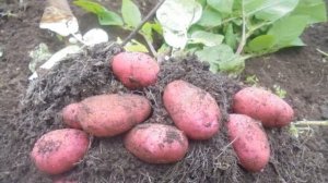 Сорт Картофеля Розара