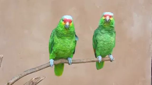 Попугаи повторяют Харе Кришна! Parrots chant Hare Krishna! смотреть онлайн
