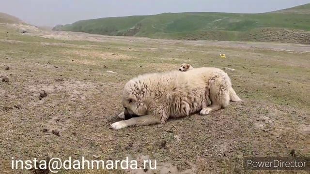 Гиссарские овцы и аборигенные САО Таджикистана саги дахмарда Шохина и Шоди из Ромита смотреть онлайн