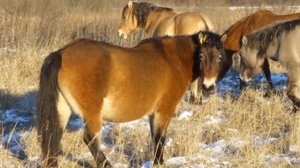 Башкирские лошади особенности породы | Коневодство | Башкирская порода лошадей