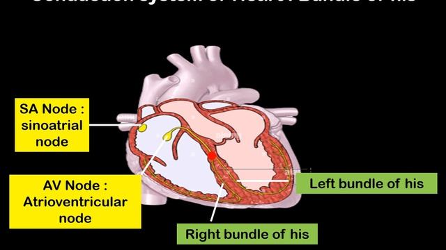 Conduction system of heart I Cardiology | SA Node | AV node| Bundle of his | Purkinje fibers смотреть онлайн