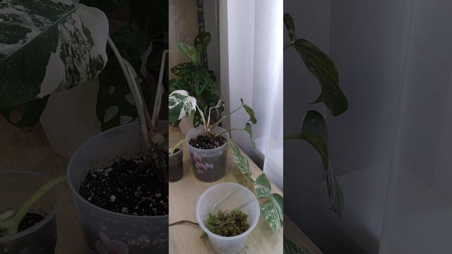 Черенкую Манстеру Альбу и Голд Сатин. 28.07.2023. смотреть онлайн