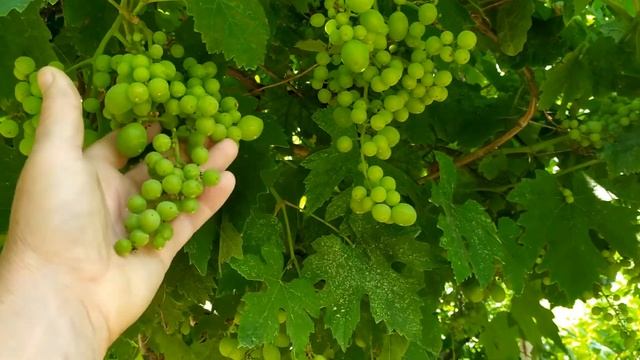 Опыления 2020 Кишмиш лучистый , Одесский сувенир , старый Дамский пальчик, Виктор ,Тимур .1ч смотреть онлайн