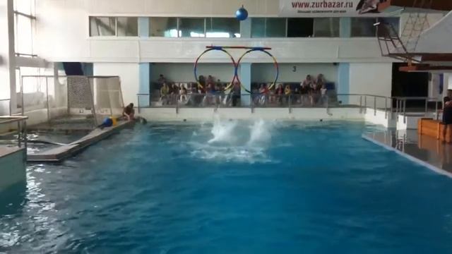 Прыжок дельфина через обруч смотреть онлайн