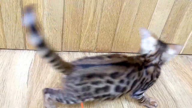 питомник Clan Carleone - Бенгальский мальчик Hennessy, окрас Ben n24 смотреть онлайн