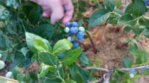 Наша голубика 2021 ранние сорта