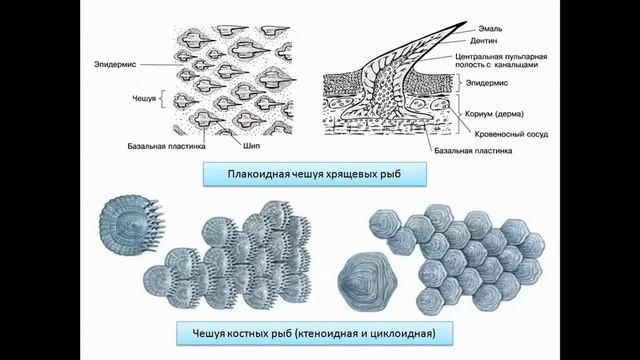 Тип Хордовые. Надкласс Рыбы. Класс Земноводные смотреть онлайн