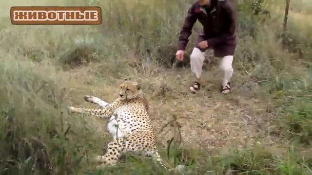 Гепард мурлыканье - Милые Большие кошки. Видео Подборка смотреть онлайн