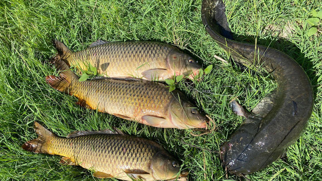 Рыбалка на лодке с мотором. ЖОР СОМА И САЗАНА. смотреть онлайн