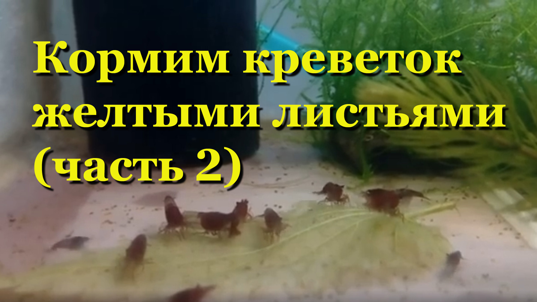 Кормим креветок желтыми листьями деревьев и крапивы - мои эксперименты (Часть 2) смотреть онлайн