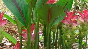 Выращивание Куркумы в открытом грунте как бизнес идея