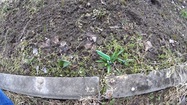 Vlog ВЗЛОМАЛИ ДАЧИ/ОБЗОР УЧАСТКА 4 СОТКИ/СЕМЬЯ ДАНИЛОВЫХ смотреть онлайн