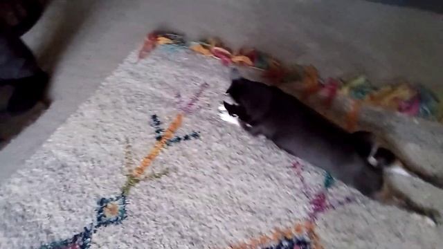 Izzy Is Snuggly In Her Blankie! ?