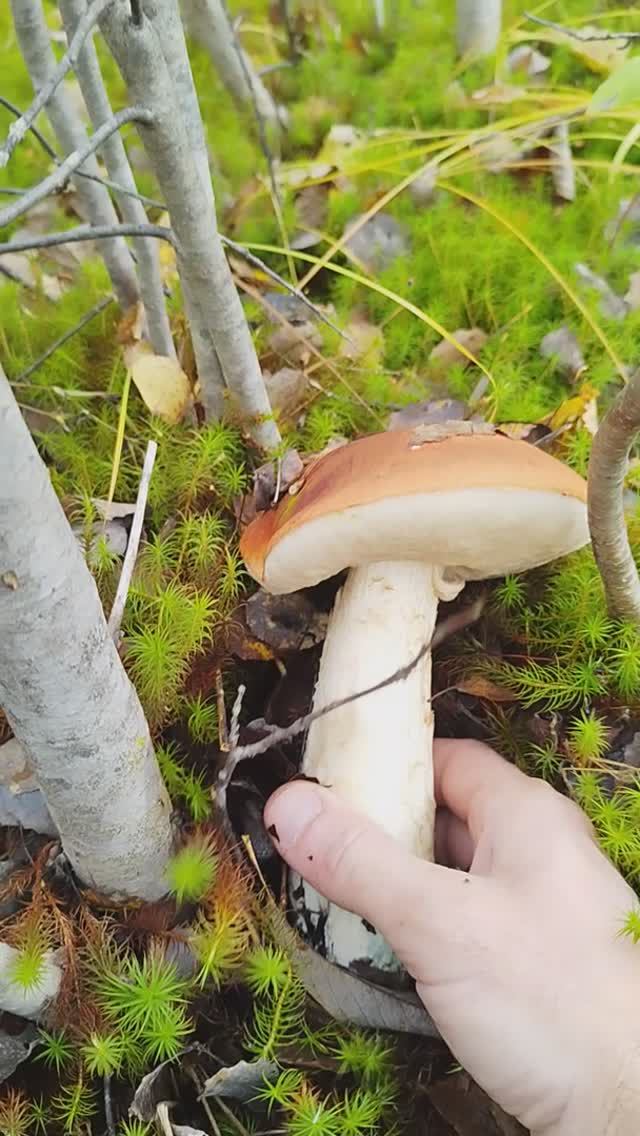 Подосиновик . смотреть онлайн