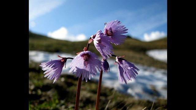FLOR DE SOLDANELLA ALPINA PRODUCTORA KIKITO смотреть онлайн