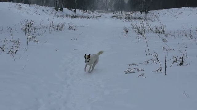 Тест Nikon D3400 - видео смотреть онлайн