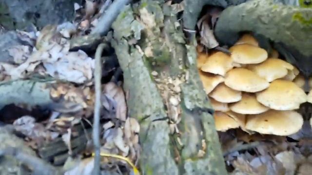 Вкусовые Эмоции