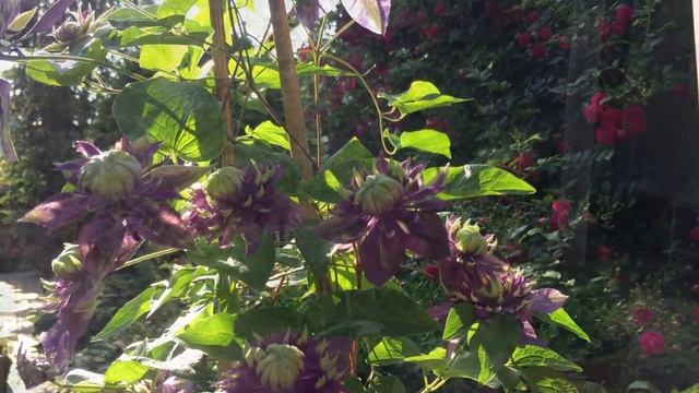 Клематис ТАЙГА Clematis Taiga. Чудо-цветок!!!Спасибо японским селекционерам за эту красоту!!! смотреть онлайн