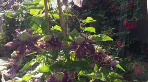 Клематис ТАЙГА  Clematis Taiga. Чудо-цветок!!!Спасибо японским селекционерам за эту красоту!!!