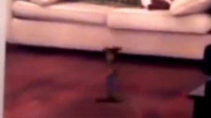 12 Оживших Детских Игрушек Снятых на Камеру [Белый кот]