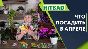 Что Посадить На Рассаду в Апреле ✔️  Цветы в Апреле ✔️ Советы от Хитсад ТВ семена цветов