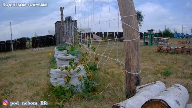 Во саду ли в огороде // Что выросло на нашем участке // Что с парником смотреть онлайн