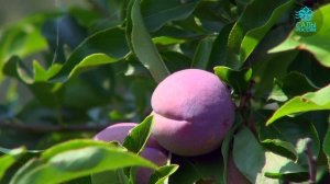 Лучшие сорта сливы от Садов России