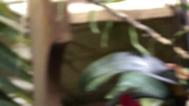 AN ORCHID A DAY I EPISODE 192 смотреть онлайн