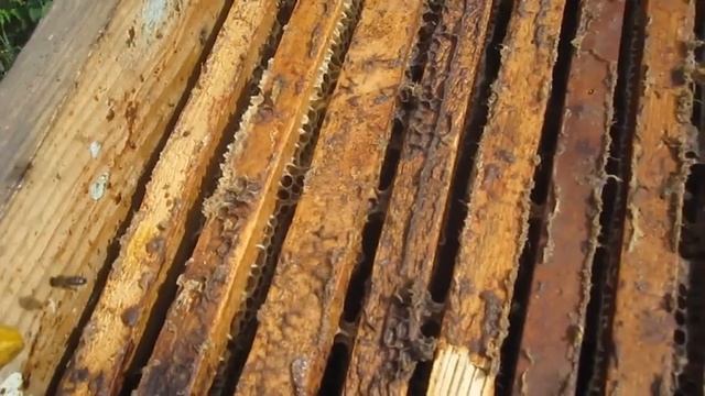 Проверка рабочей пчелосемьи на продуктивность в начале августа.Беглая ревизия на наличия меда смотреть онлайн