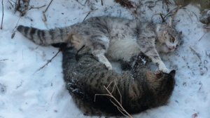 Драка котов
