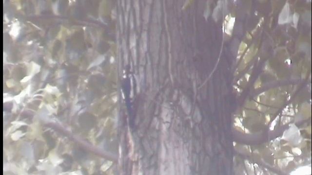 Дятел,- санитар леса. смотреть онлайн