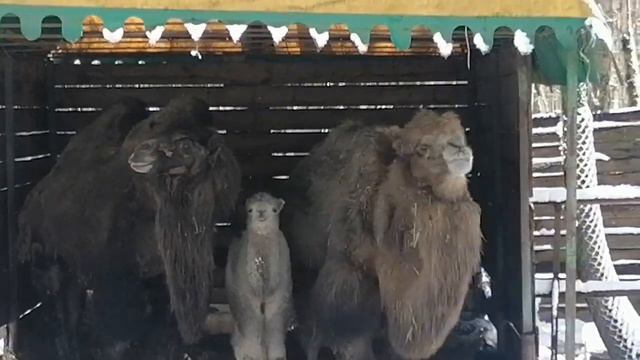 Ставрополь парк Победы смотреть онлайн