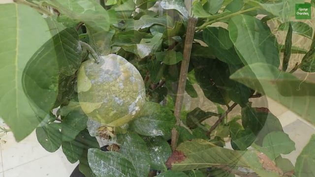 Đã làm vườn thì không thể không biết đến 8 mẹo này với phấn rôm | 8 gardening tips with baby powder смотреть онлайн