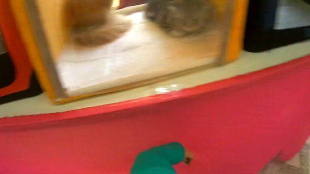 Выставка кошек в Кишиневе - Тимур в восторге! смотреть онлайн