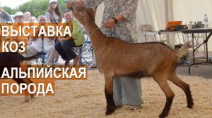 Альпийская порода коз. Оценка экстерьерных качеств. Всероссийская выставка по молочному козоводству