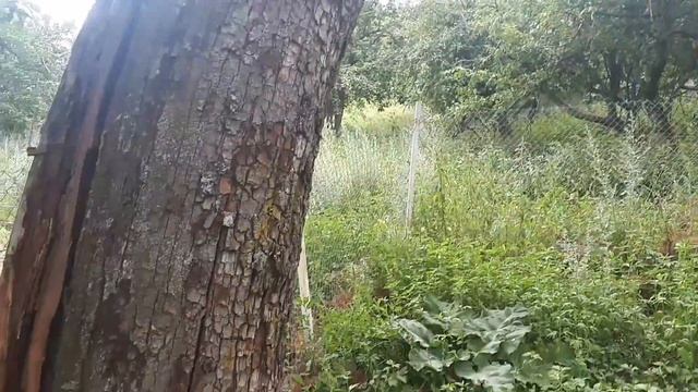 Кролики// Козы и электропастух// смотреть онлайн