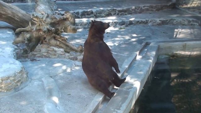 Зоопарк в г.Николаеве/Zoo in the city of Nikolaev_6 смотреть онлайн