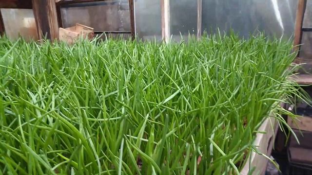 Зеленый лук как бизнес. Лук на перо в теплице зимой смотреть онлайн