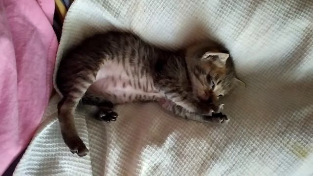 Двухнедельный #котенок засыпает после кормления смотреть онлайн