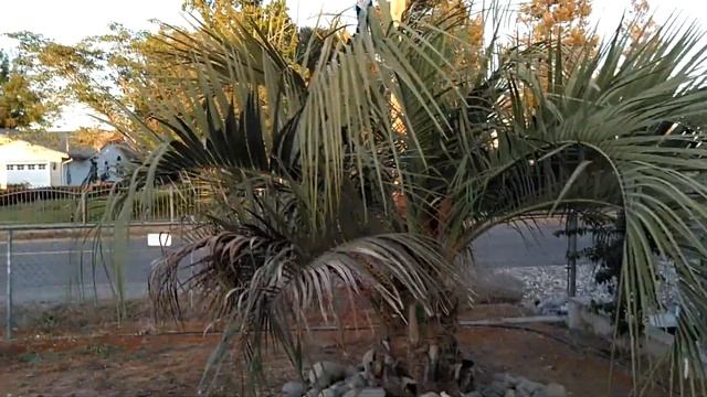 Pindo(Jelly) Palm In Blooming Season. Зацвела наша желейная пальма.