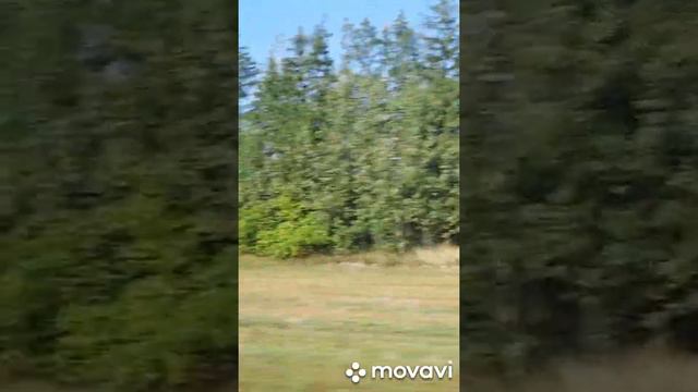 Еду домой! Моя Беларусь! смотреть онлайн