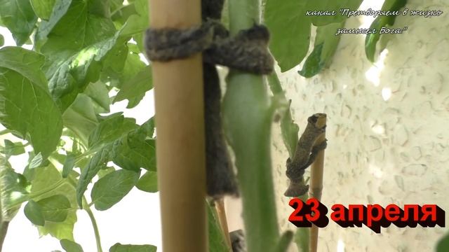 Обработайте семена томатов супер средством и в мае соберете красные плоды смотреть онлайн