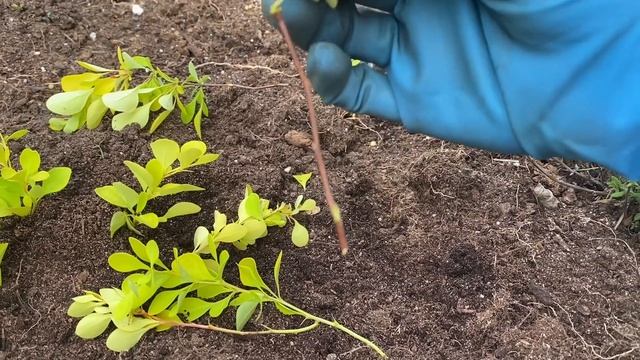 Цветник на 22.06.23/ стригу, прищипываю,убираю/ нюансы маленького сада/ Ленинградская обл смотреть онлайн