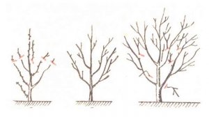 Уход за вишней весной