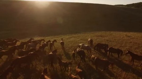Relax with Horses in the Wild - 4K Beautiful Wild Horses with Ambient Guitar Music
