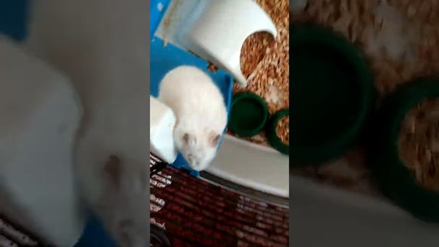 Чупа стареет, что с глазом? Куда делись чай с булочкой? смотреть онлайн