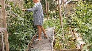 Ежевика/ Формировка/ Подвязка/ .Как Выращивать Ежевику./Полив /Удобрение/