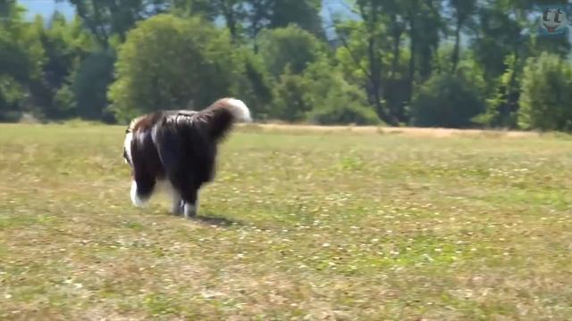 БОРДЕР - КОЛЛИ — Эта Порода Способна Запомнить Более 1000 Слов! смотреть онлайн